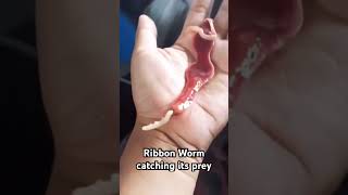 Ribbon Worm catching its prey #insects #animals #science #nature
