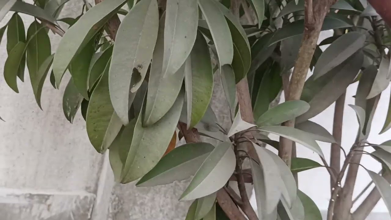 সবেদা গাছের পরিচর্যা#sobeda fruit plant gardening