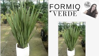 FORMIO VERDE/ PHORMIUM TENAX