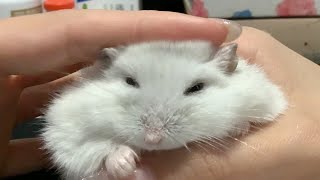 【仓鼠】把牛小猪rua扁