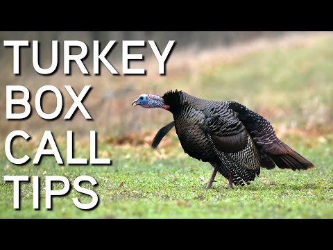 TURKEY CALLING TIPS | Box Calls For Beginners