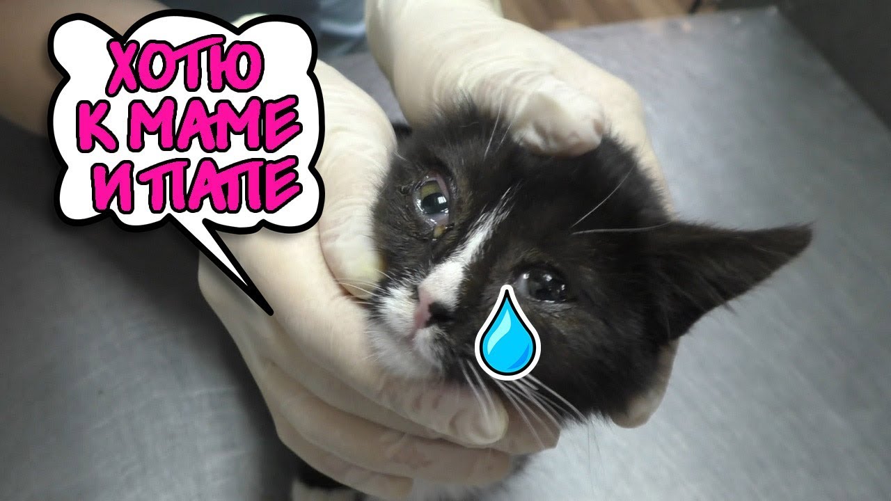 RESCUE A POOR KITTEN! LEFT ALONE ON THE STREET!!! - YouTube