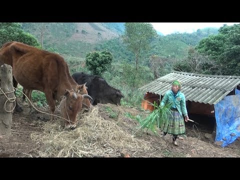 Video Vùng cao Yên Bái chủ động phòng chống rét cho gia súc... - youtube