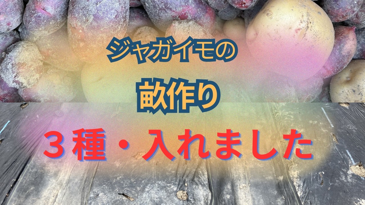 ジャガイモの・畝作り/3種類だけ入れました