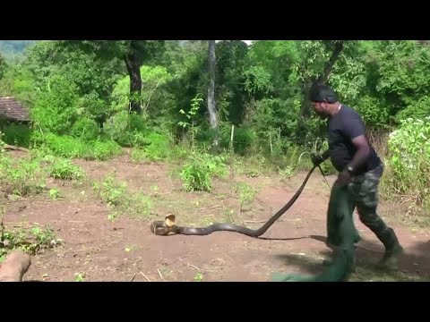 Enormous King Cobra rescued
