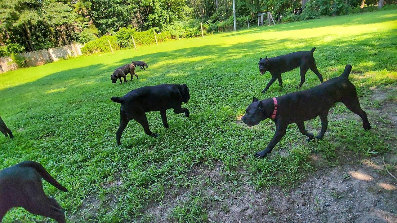 12 Cane Corso and one Livestock Guardian run together in a pack YouTube