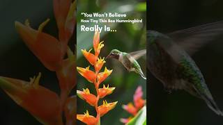 You Won’t Believe How Tiny This Bee Hummingbird Really Is 😱 #hummingbird #cutebirds #birds #wildlife