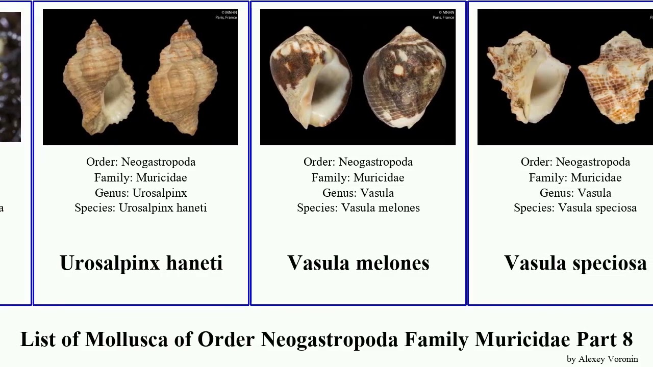 List of Mollusca of Order Neogastropoda Family Muricidae Part 8 vokesimurex trophon typhinellus