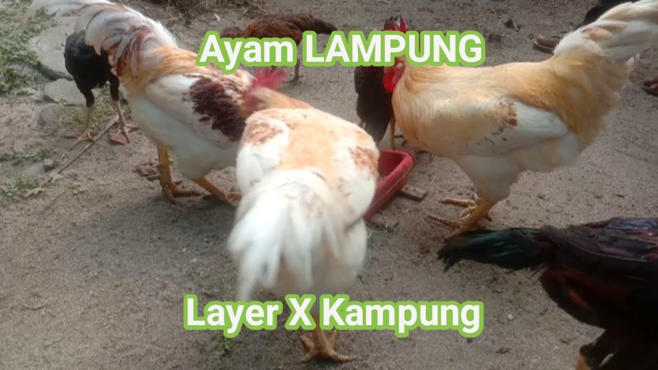 Ayam LAMPUNG ‼️Layer x Kampung ‼️