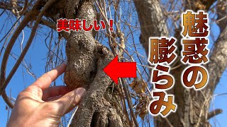 高級和菓子！美味しい外来種の幼虫とクズの根っこから取れるデンプン（本葛粉）を合体させてみた結果・・・