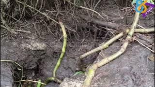 Cara mudah menemukan sarang otter atau berang-berang