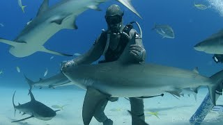 Shark Diving - Grand Bahama