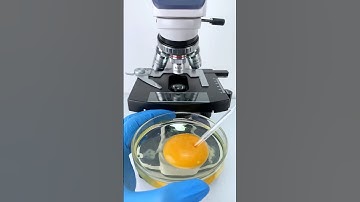 Experiment of Egg Under the Microscope #experiment #science #sciencefacts #shorts #viral #trending