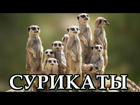 СУРИКАТЫ - Притягивающие обоянием