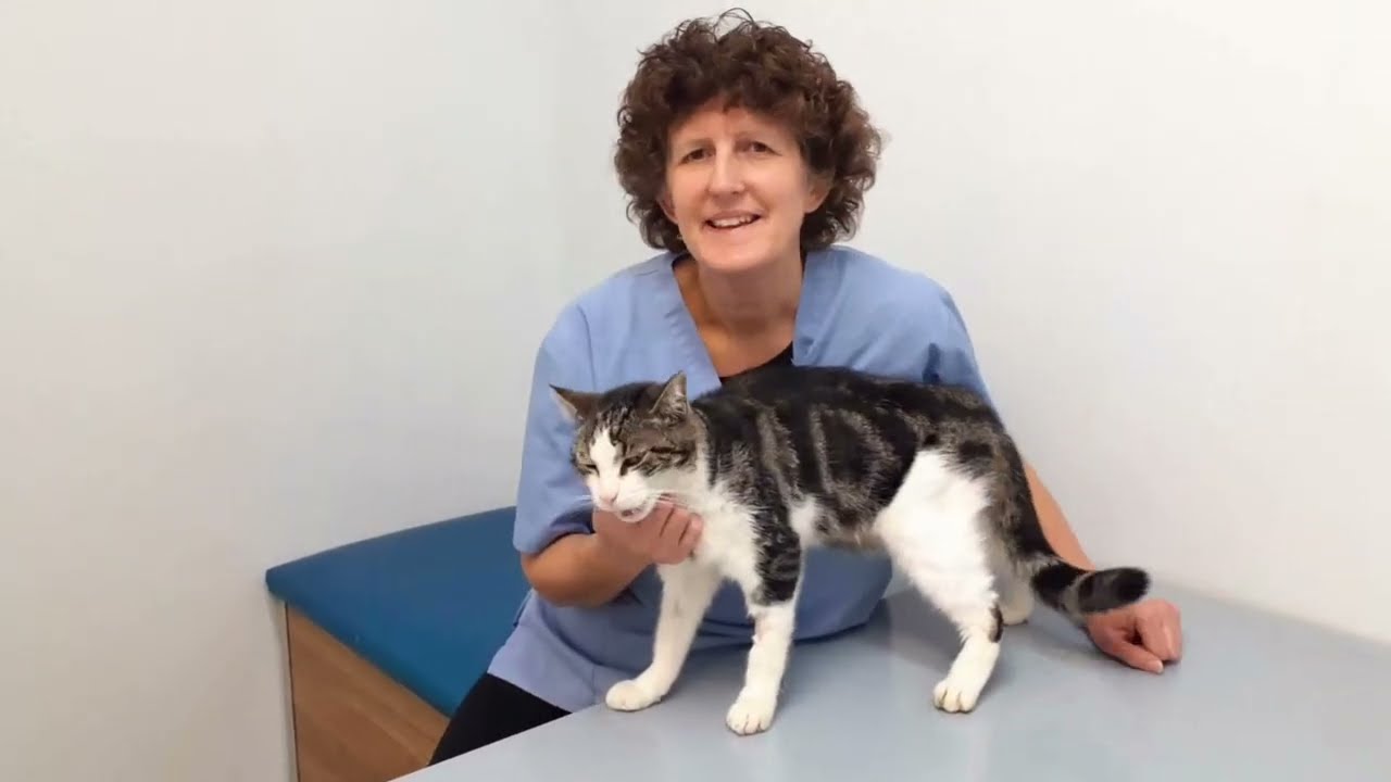 Weight loss in a cat - Bandit