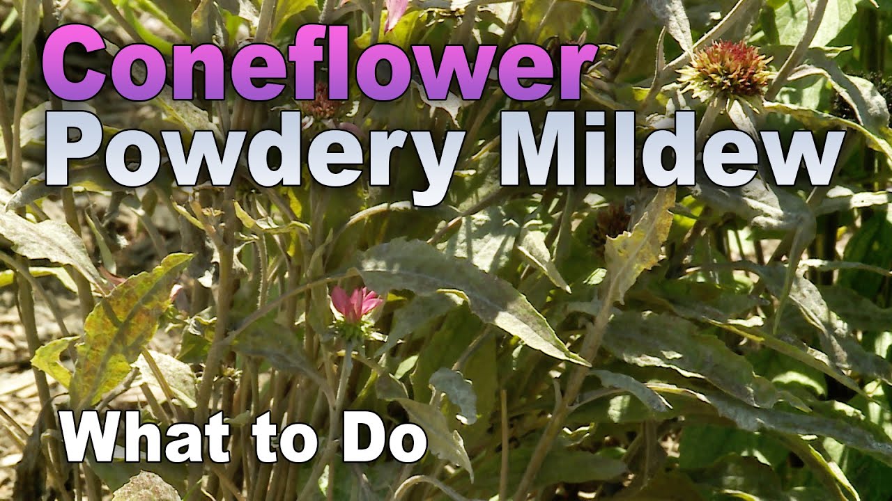 Powdery Mildew on Coneflower YouTube