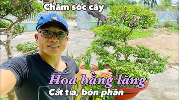 Cách Chăm Sóc Cắt Tỉa Bón Phân cây BẰNG LĂNG Ổi Hoa Tím Bonsai đơn giản nhất