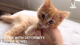 Kitten Born a Little Different Still Finds a Home! by Best Friends Animal Society 4,085 views 2 months ago 1 minute, 42 seconds