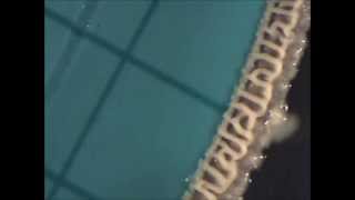 Bacillus Subtilis A Perfect Micro-Architect 13