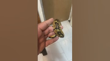 مورف انچی بال پایتون #ballpython #مار #ballpythonsnake #پایتون #animal #reptile #python #snake