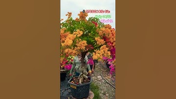 Ngũ sắc thái tàn rũ lùn lực..#shortsvideos