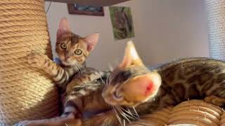 Adorable Bengal babies playing 😻😻😻 by Bengal Cats 344 views 2 months ago 56 seconds