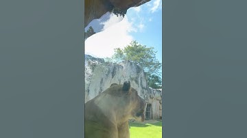 Bali Zoo Adventure 🦁🐒 | Meet the King of the Jungle & More!”