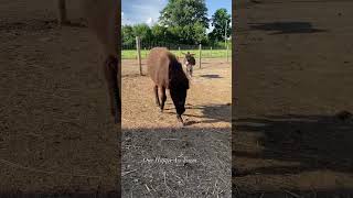 Still a Sassypants #shorts #amari #onehappyassfarm #farmlife