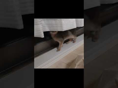 三度見する子猫【アビシニアン】 #shorts