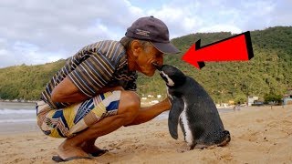 Penguen Her Yıl 8000Km Gelip Adamı Ziyaret Ediyor Sebebi Duyanların İçini Isıtıyor Penguen Her Yıl 8000Km Gelip Adamı Ziyaret Ediyor Sebebi Duyanların İçini Isıtıyor