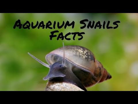 Video: Sladkovodné vodné slimáky: Prehľad druhov