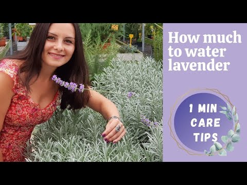 HOW TO WATER LAVENDER | Lavender problems | Lavender care tips | Short video