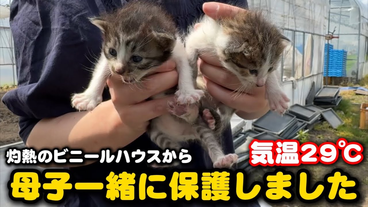 Rescued a mother cat and her kitten who were on the verge of