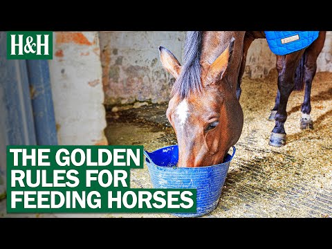 Wideo: Czy konie mogą jeść psią różę?