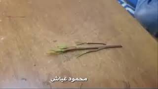 موهبة تقليد ناشيونال جيوغرافيك 😂 عن شجرة القات باليمن 😂🌿