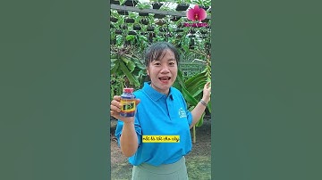 Làm thế nào để ĐAI CHÂU RA RỄ NHANH, KHỎE | Hoa Lan Market - Vườn Lan Bá Ninh