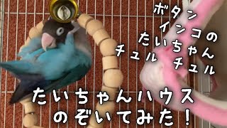 ボタンインコのたいちゃん！たいちゃんハウス覗いてみた