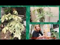 PLANT UNBOXING | VARIEGATED MONEY TREE