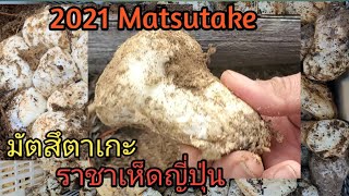 เก็บเห็ดมัตสึตาเกะ Picking Matsutake in Chemult Oregon 2021 USA