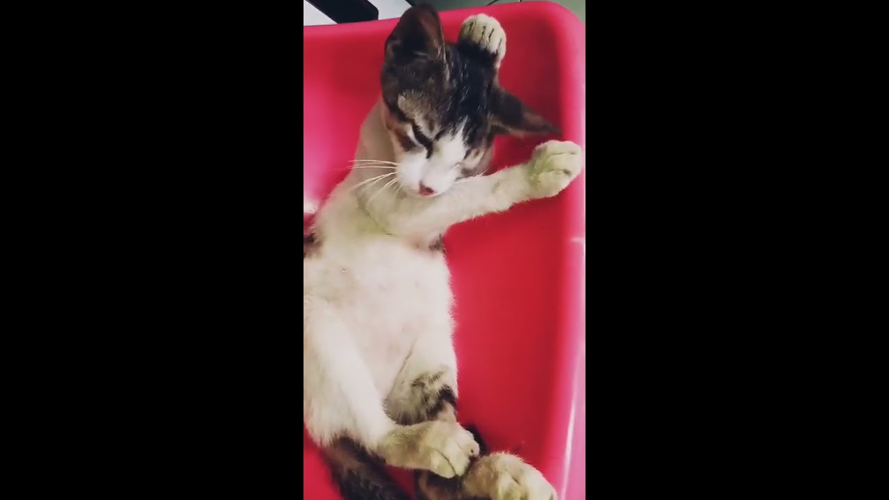 Kucing lucu kucing malas perawatan sambil rebahan YouTube