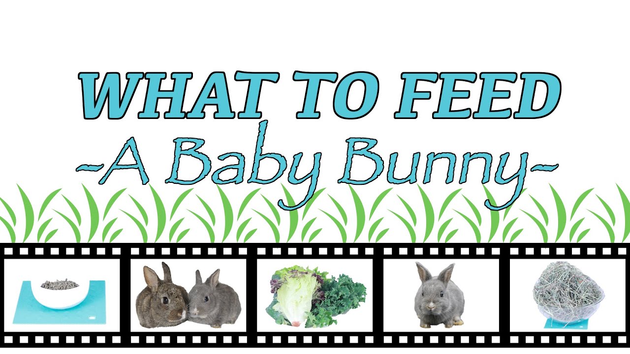 The Life Stages of a Rabbit — Westley's World