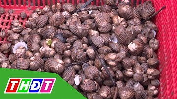 Cà Mau - Liên kết để sò huyết giống phát huy thế mạnh | THDT