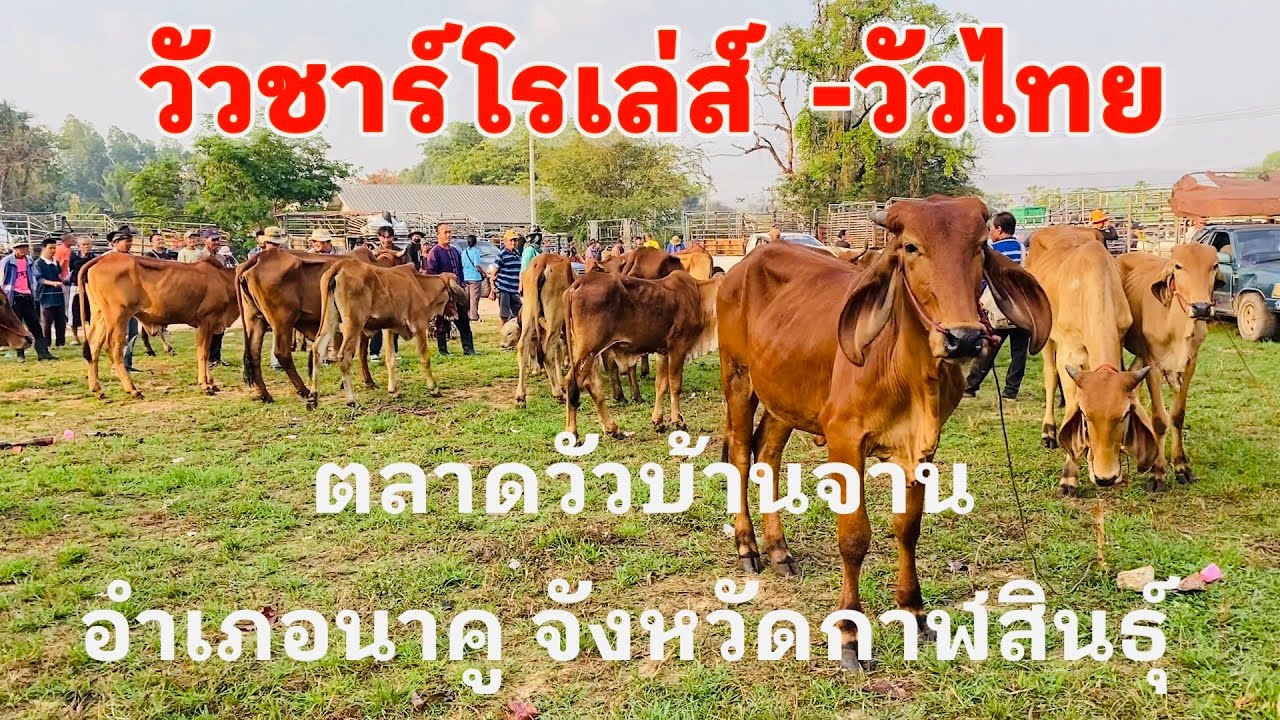 #ราคาวัววันนี้ 3 มี.ค. 2569 ที่ #ตลาดวัวบ้านจาน อำเภอนาคู จังหวัดกาฬสินธุ์ #วัวเลี้ยง #วัวขุน #วัวไท