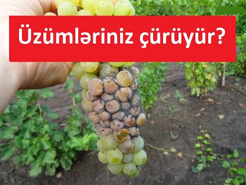 Video: Üzümlə toxumsuz üzüm arasında nə fərq var?