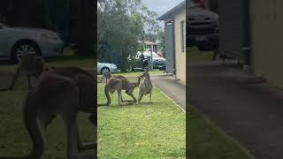 Kangaroos Babies in progress 😁