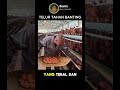 Rahasia Telur 'Mental Baja' yang Tahan Banting #shorts