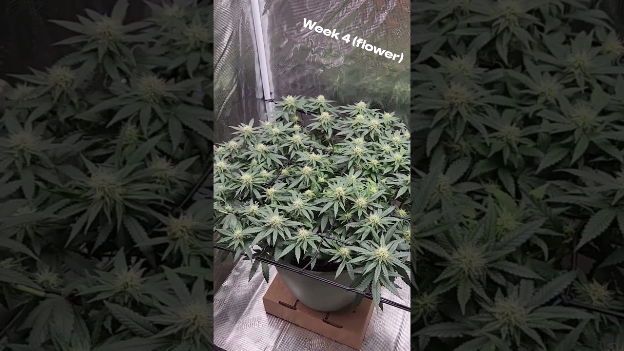 Watch as my OG Kush seeds transform!!! 🌱🪴🌳 I will be doing a big grow in Jan so Subscribe for more!