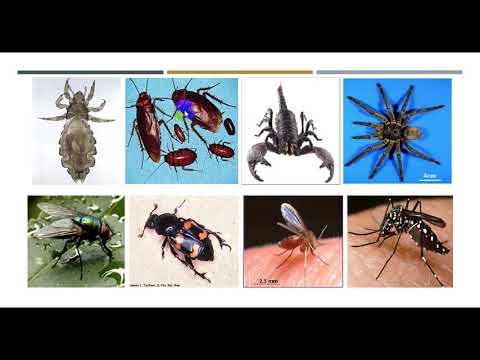 Video: Kapan entomologi dimulai?