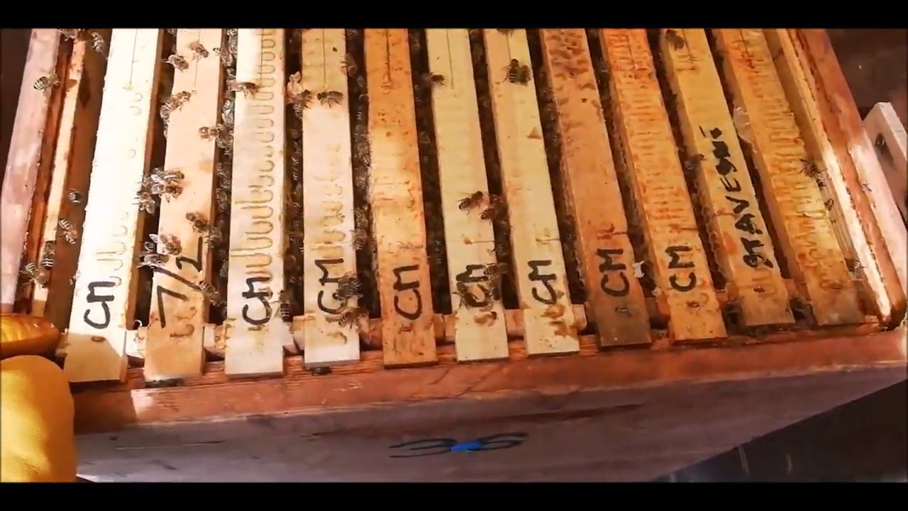 Prohlídka včel na Vysočině a konci hlavní včelařské sezóny a před léčení. Přikrmení včel.