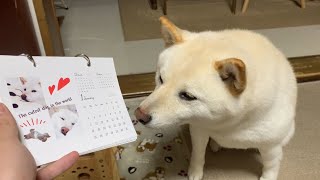 キレている柴犬にはるちゃんカレンダー2026の完成を報告してみた